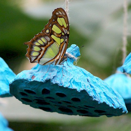 Teaserfoto: WIRBELLOSE