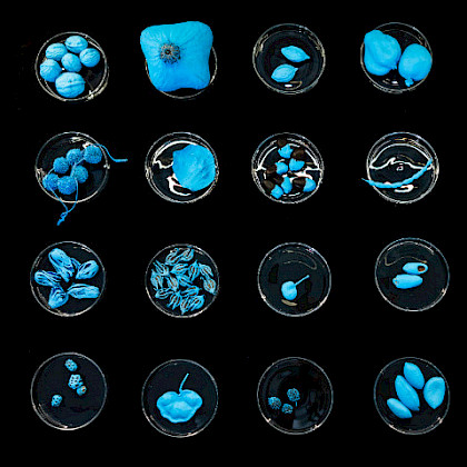 Teaserfoto: FLORA - Interventionen im Neuen Museum Schloss Sayn